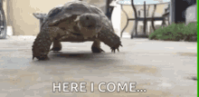slow.gif