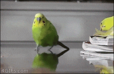 sOACAQCtNuLmTVDwMtpQr0FL33ogBGtYILk0UQoibvs.gif