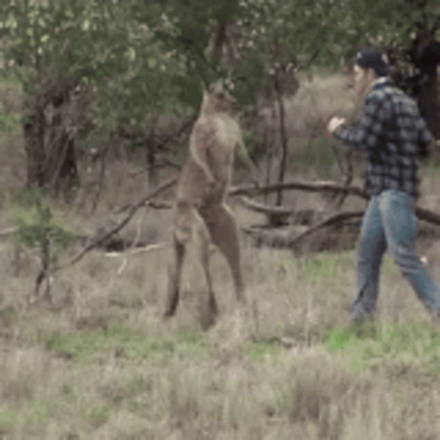 tree wallaby.gif