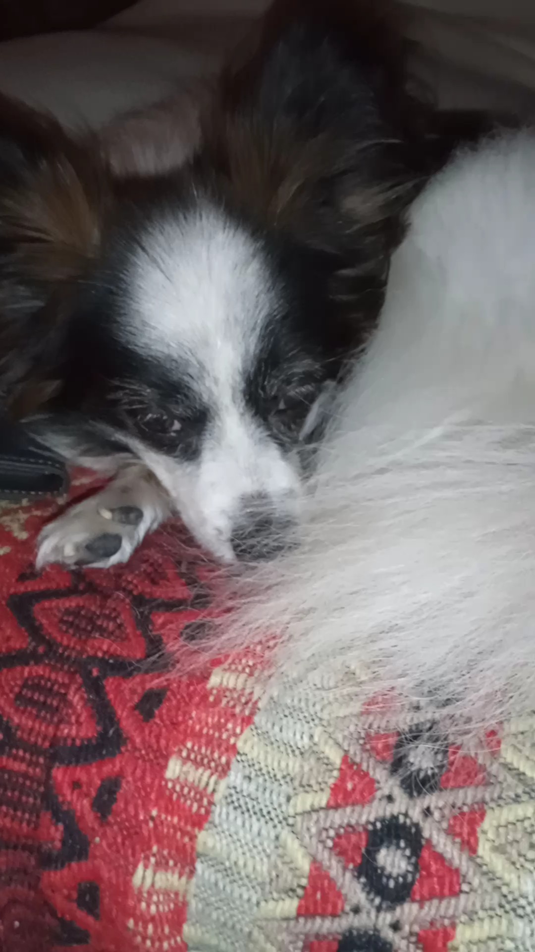 VID_20221216_232557_exported_0.jpg