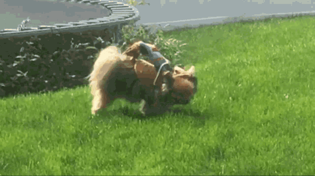 yeehaw-giddy-up.gif