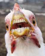 Hen Teeth.PNG