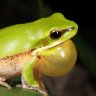 Quercuskid