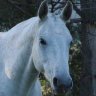 White Horse
