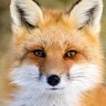 The Fox