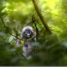 WheresTheMonkey