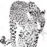 Amur27