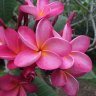 Frangipani