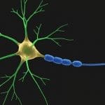 The Neuron