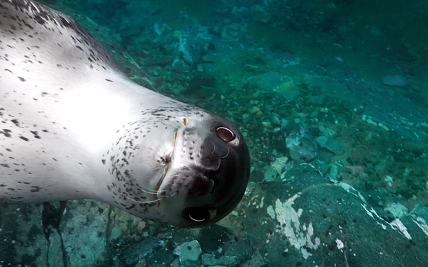 Seals photobomb underwater photographer