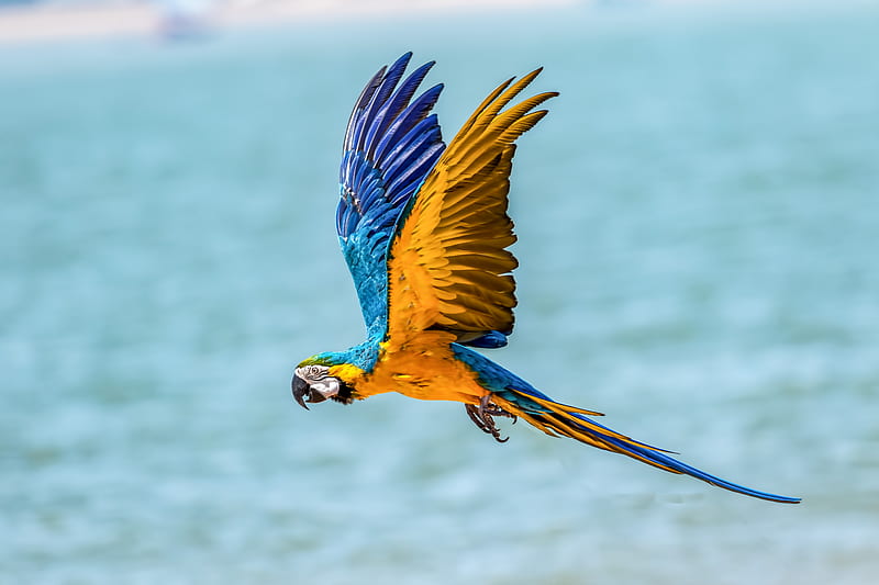Macaw Bird, macaw, parrot, birds, flying, HD wallpaper | Peakpx