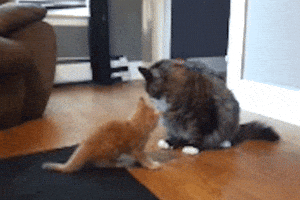 Fight Lol GIF von Amerikas lustigsten Heimvideos
